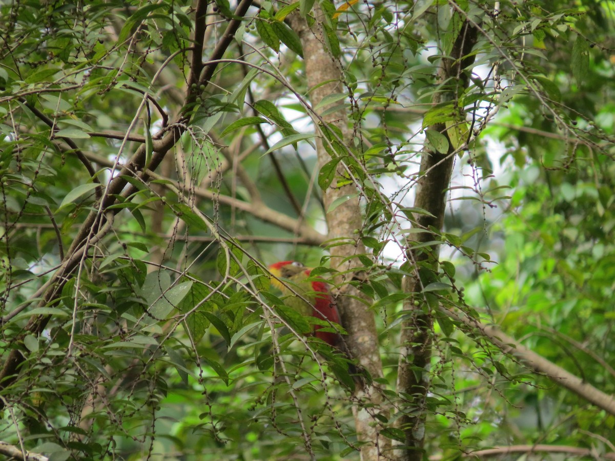 Crimson-winged Woodpecker - Jack Noordhuizen
