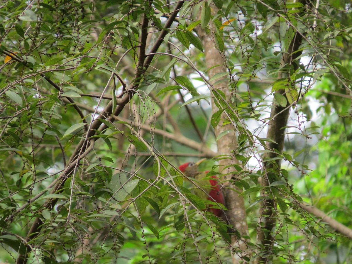 Crimson-winged Woodpecker - Jack Noordhuizen