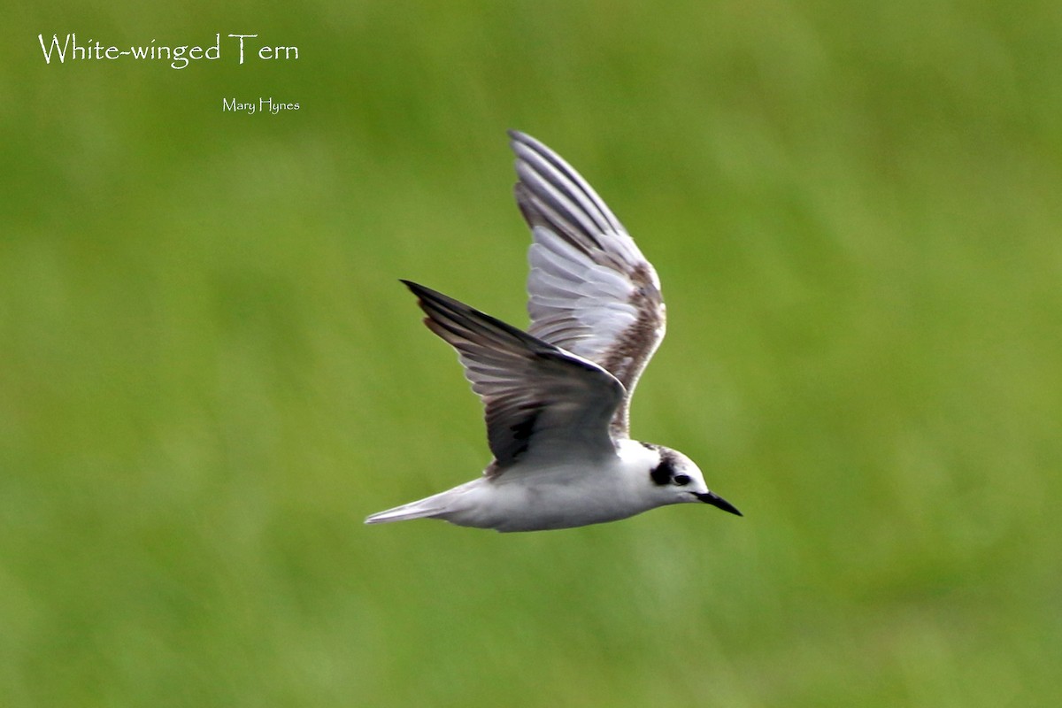 White-winged Tern - Mary Hynes