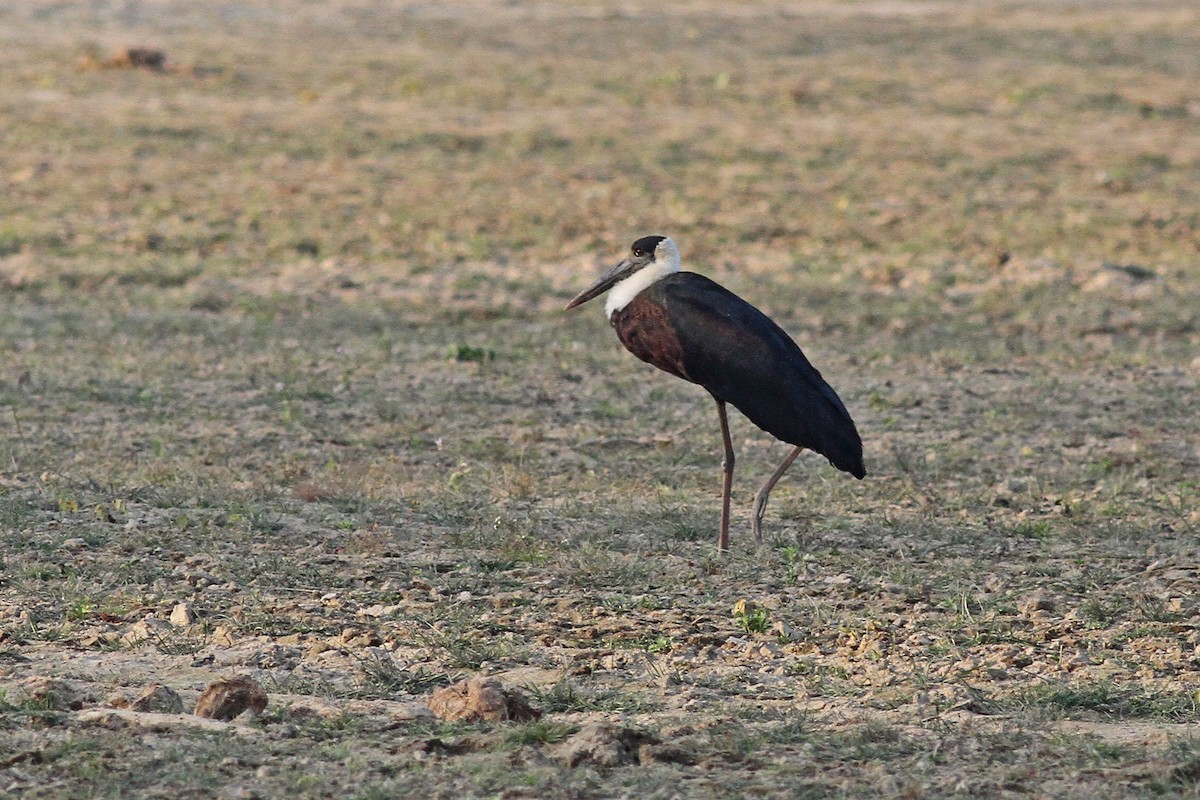 Asian Woolly-necked Stork - Michael McCloy
