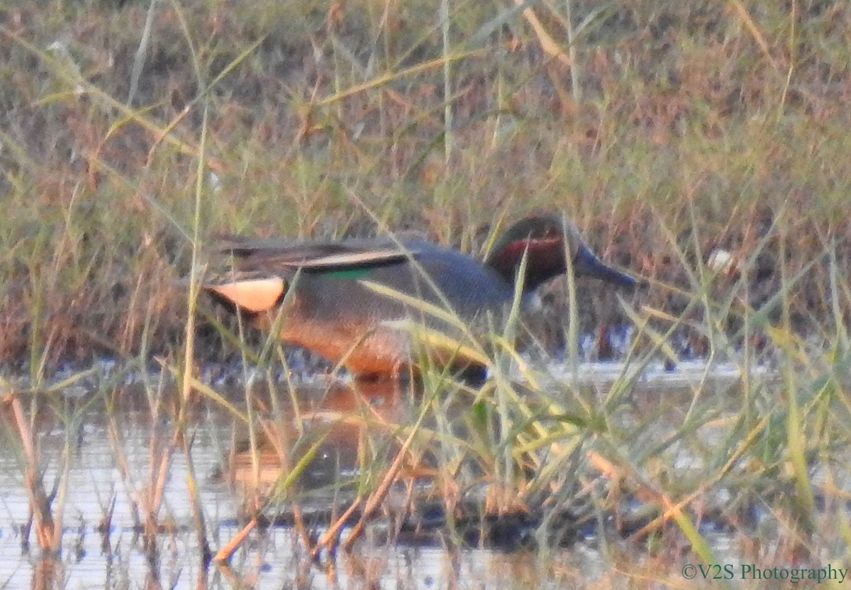 Green-winged Teal - ML84560121