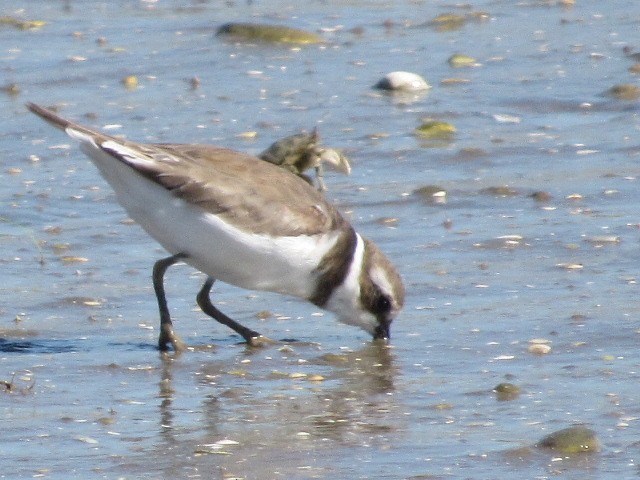 Semipalmated Plover - ML84563181