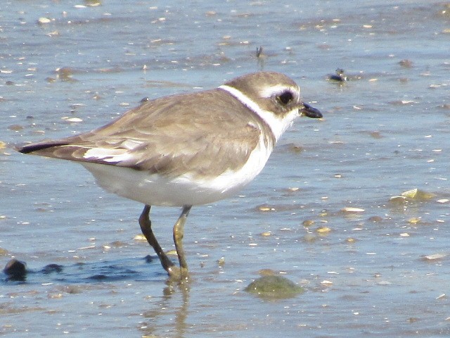 Semipalmated Plover - ML84563191