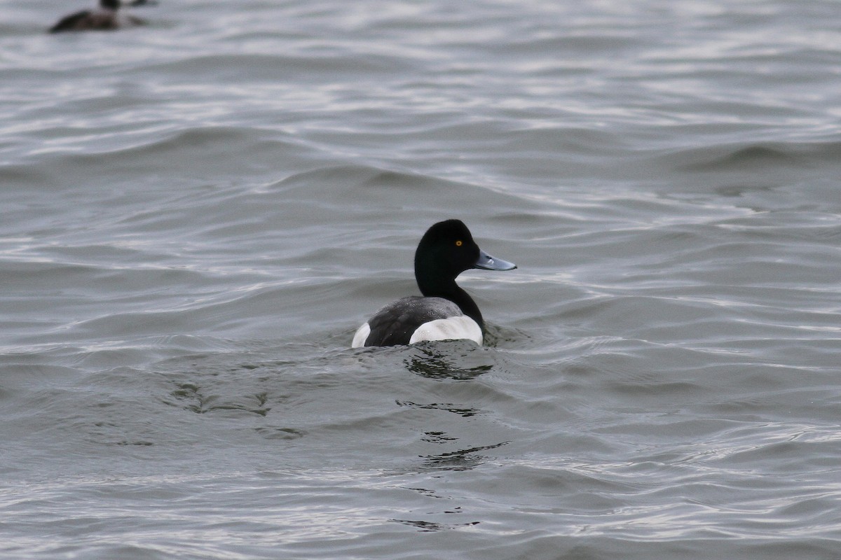 Greater Scaup - ML84563321