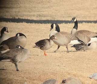 Greater White-fronted Goose, ML84566941