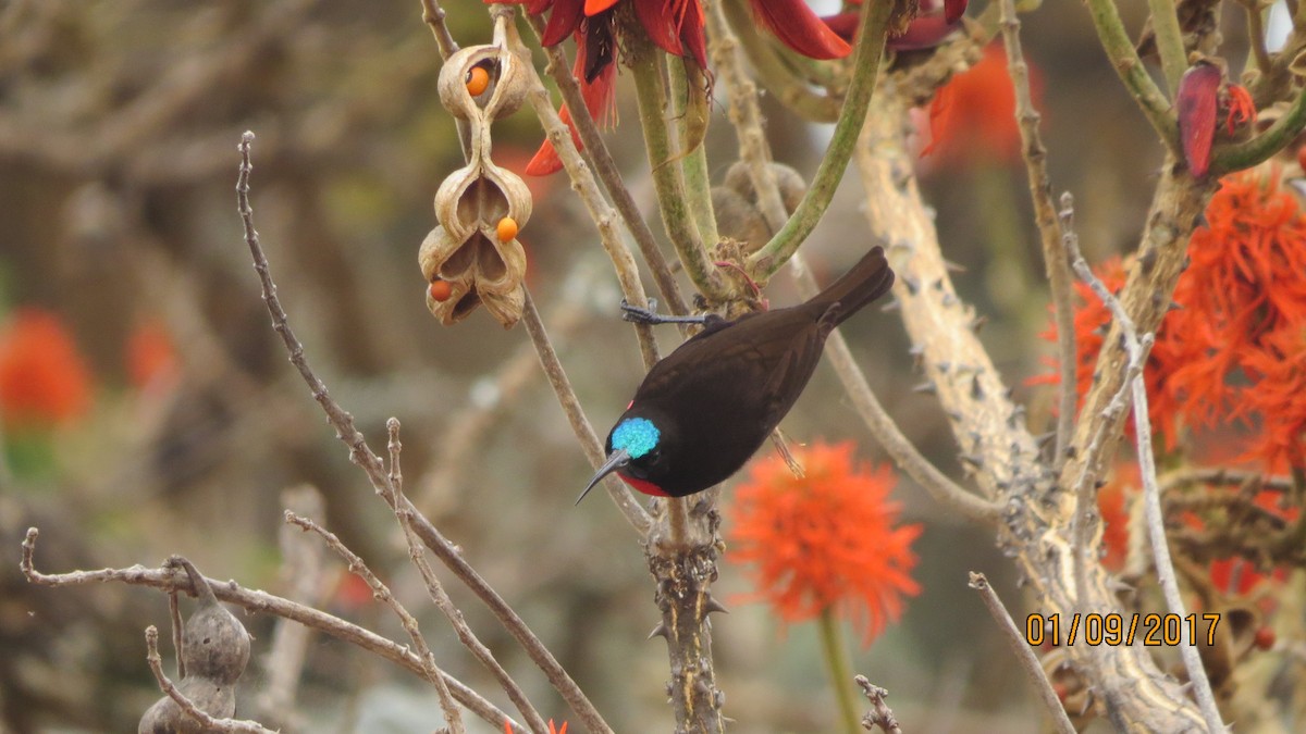 Scarlet-chested Sunbird - Govind Kumar