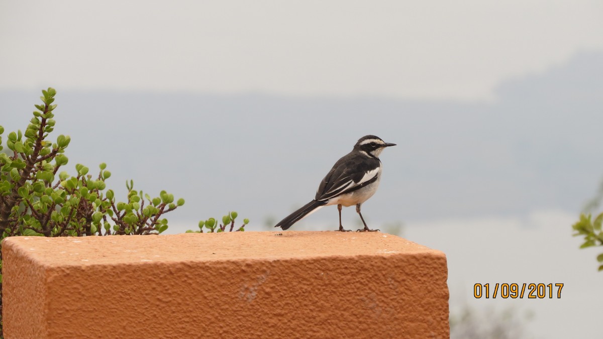 African Pied Wagtail - Govind Kumar