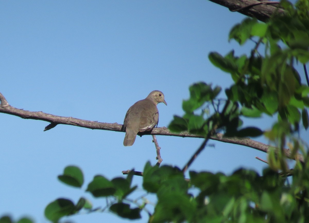 Plain-breasted Ground Dove - Willian Menq