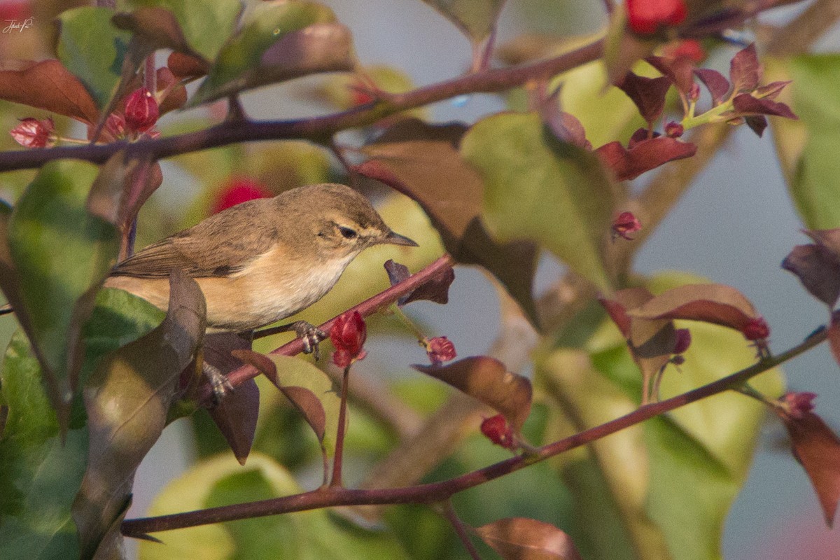 Booted Warbler - ML84577481