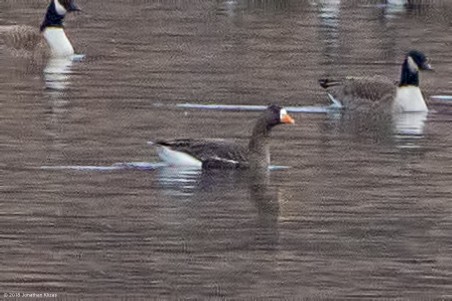 Greater White-fronted Goose - ML84579371