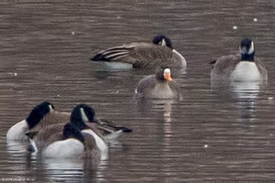 Greater White-fronted Goose - ML84579391
