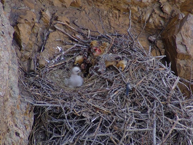 Nest (Hentiy, Mongolia) - Golden Eagle - 