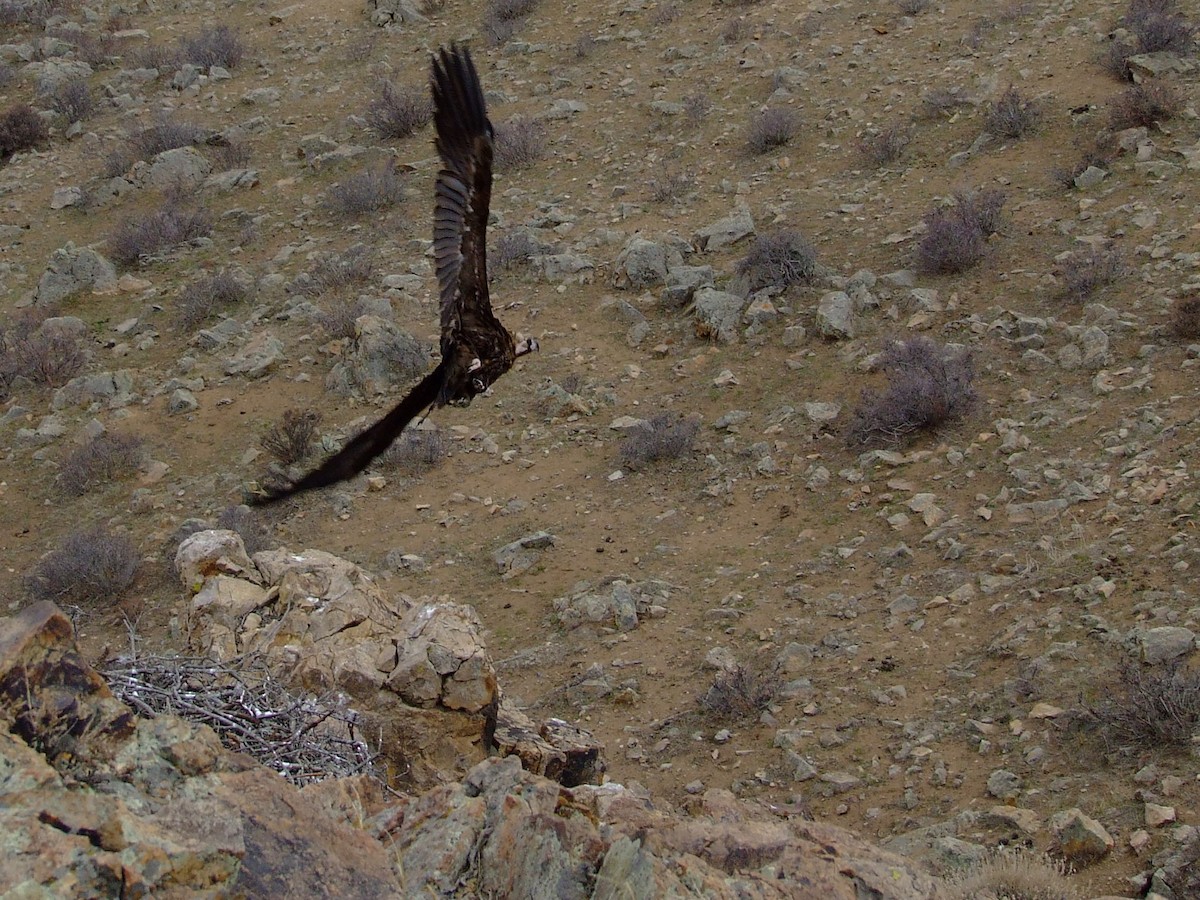 Cinereous Vulture - ML84582171