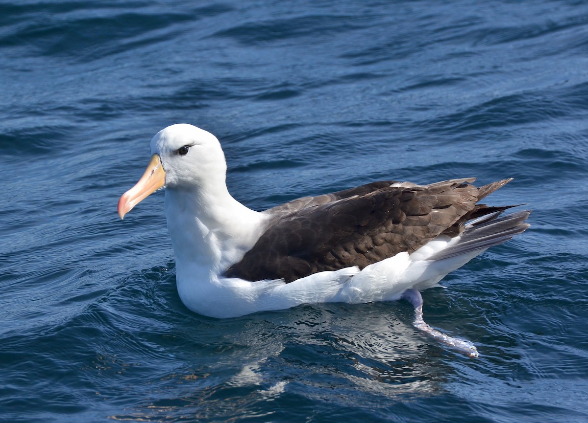 Black-browed Albatross - ML84582241