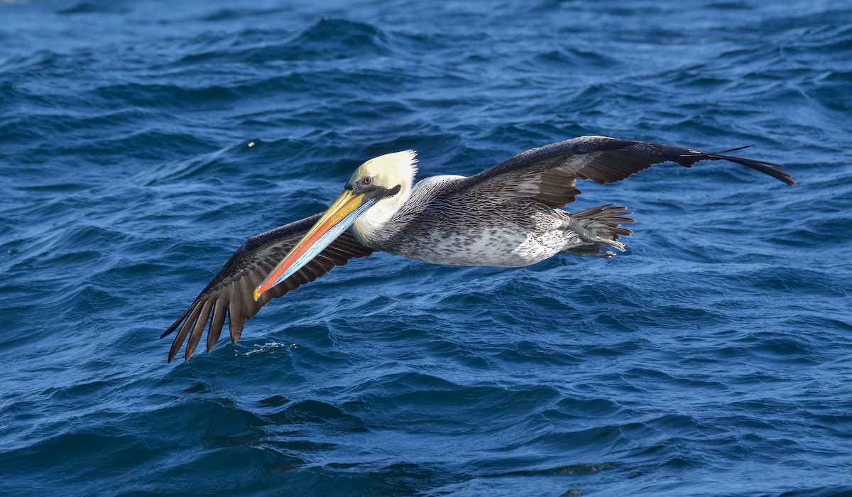 Peruvian Pelican - ML84583061