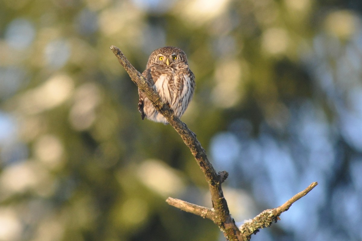 Eurasian Pygmy-Owl - Kalle Rainio