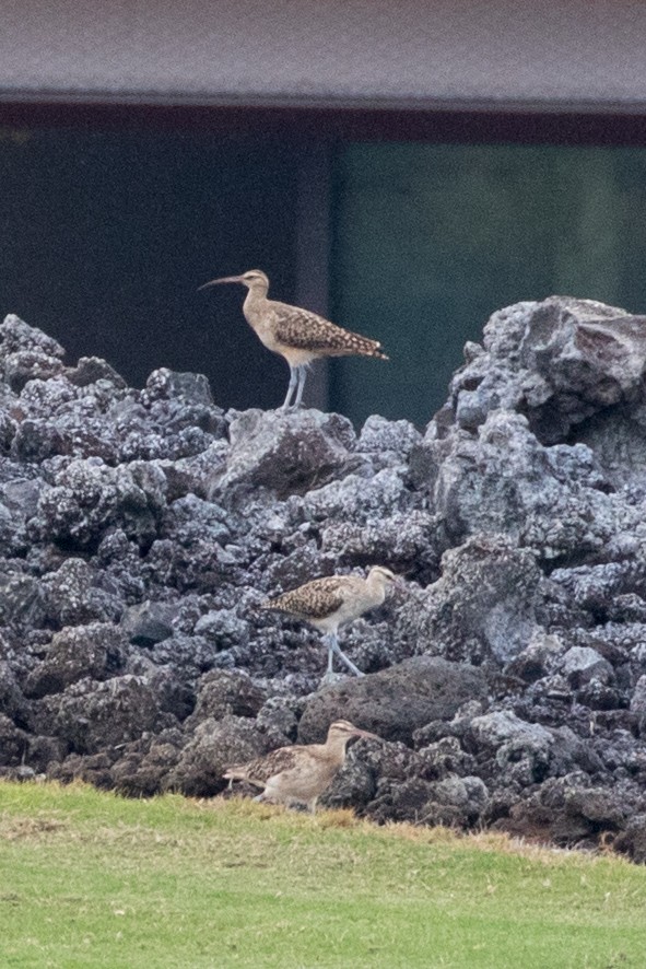 Bristle-thighed Curlew - Caitlin Best