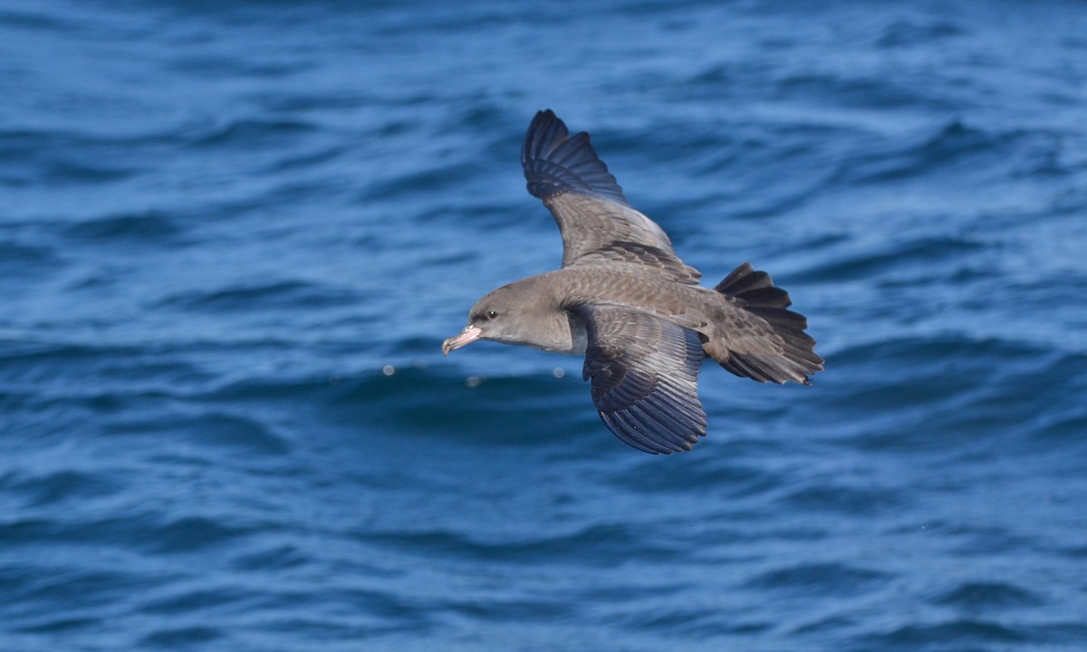 Pink-footed Shearwater - ML84585221