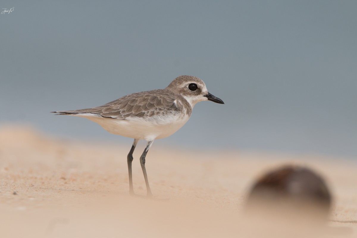 Greater Sand-Plover - jithesh pai