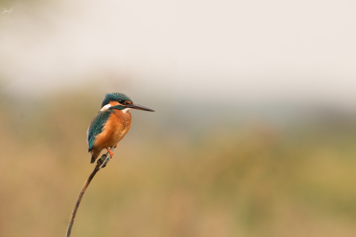 Common Kingfisher - jithesh pai