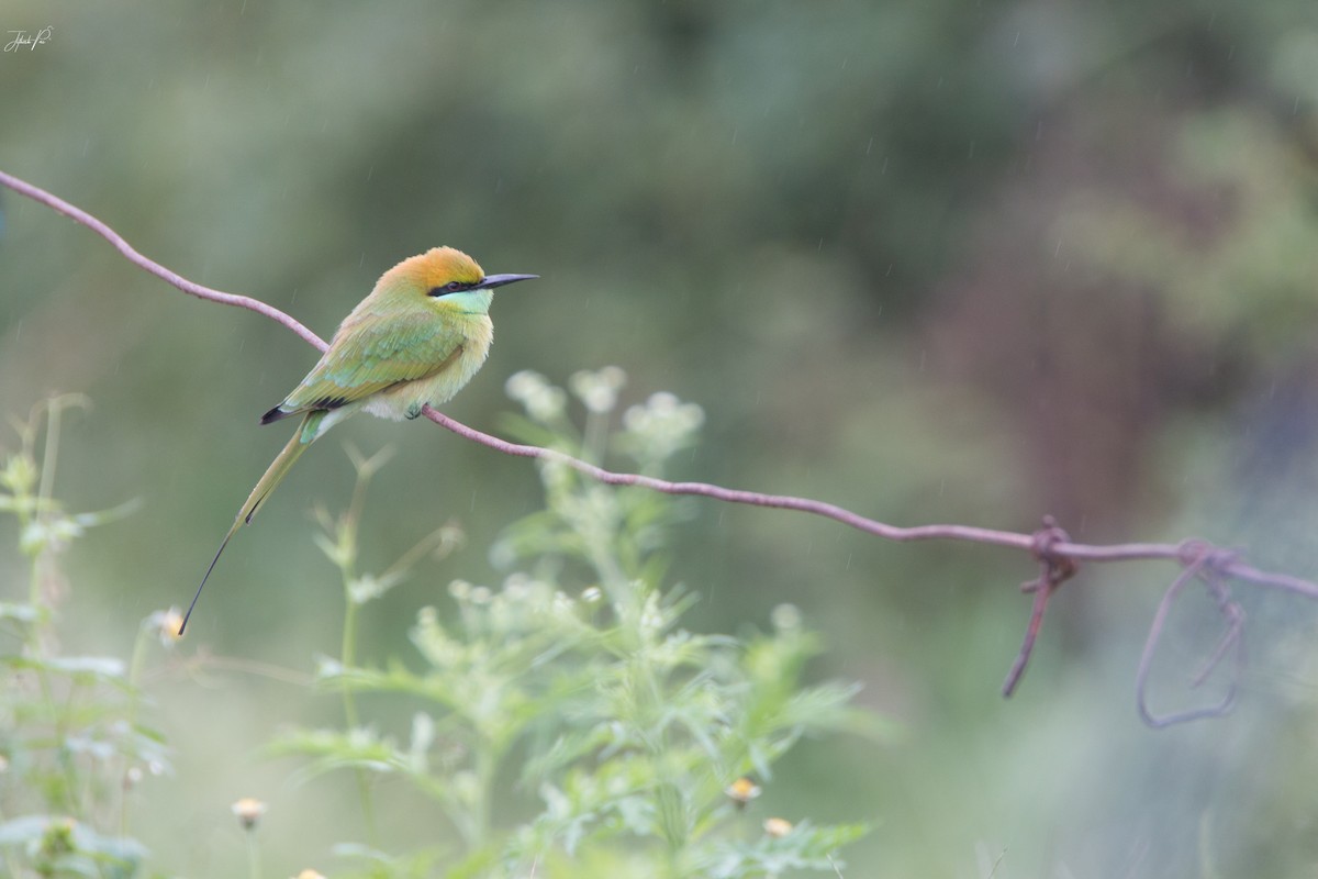 Asian Green Bee-eater - jithesh pai