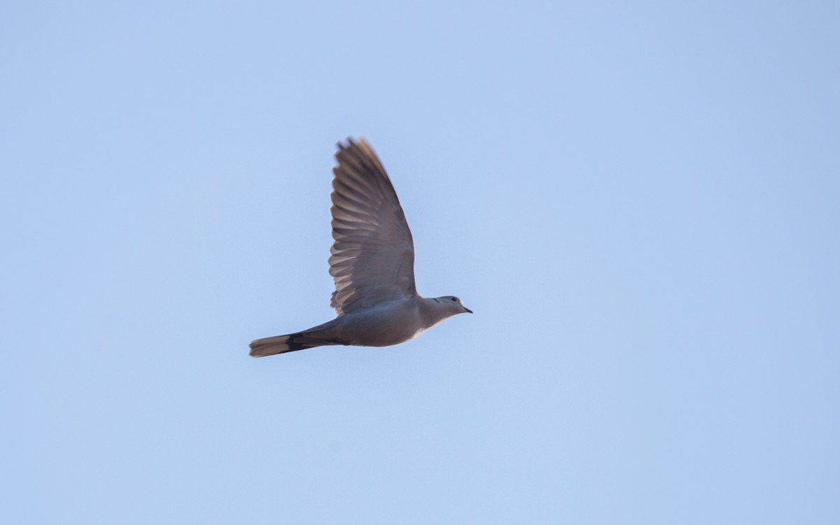 Eurasian Collared-Dove - Mohith Shenoy