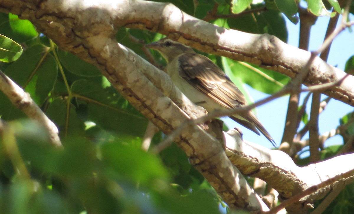 Yellow-throated Bush Sparrow - ML84591211