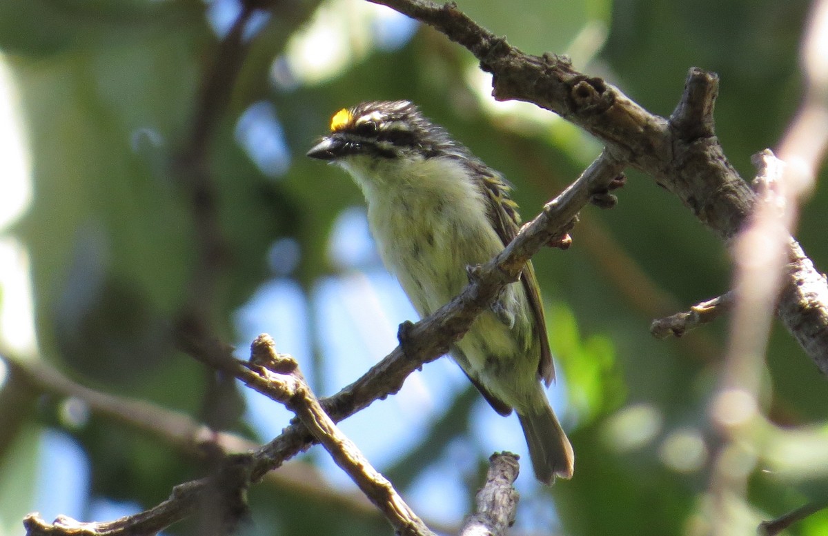Yellow-fronted Tinkerbird - ML84591661