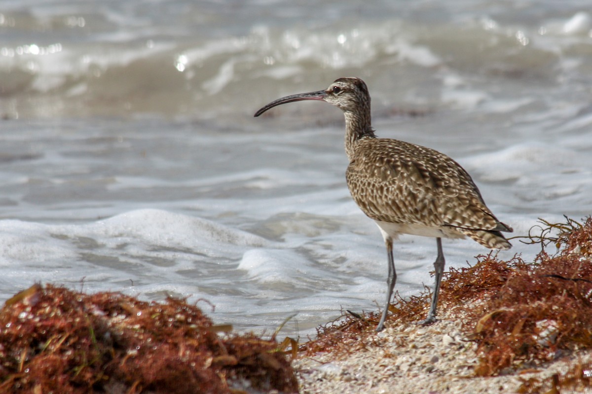 Whimbrel - Kyle Blaney