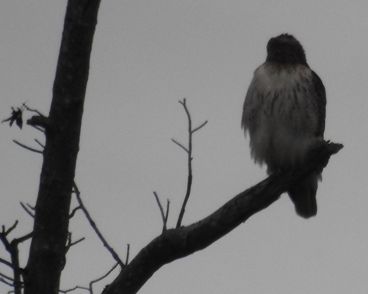 Red-tailed Hawk - ML84592791