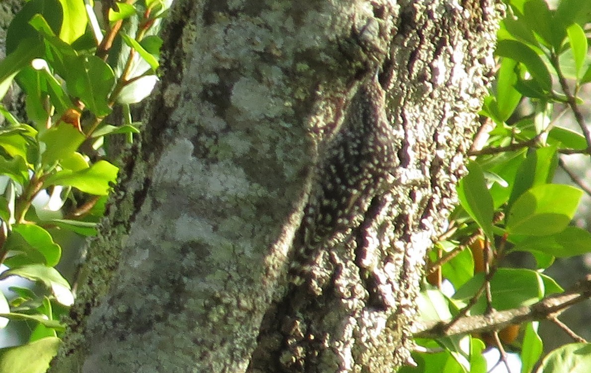 African Spotted Creeper - ML84596581