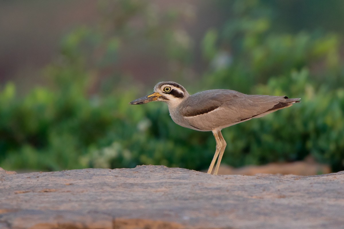 Great Thick-knee - ML84597161