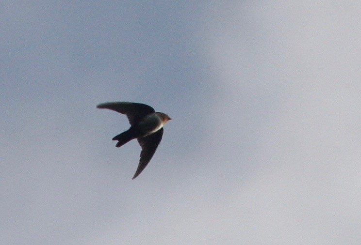 Pale-footed Swallow - Andre Moncrieff