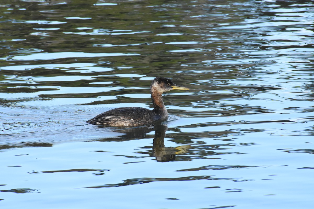 Red-necked Grebe - ML84597901