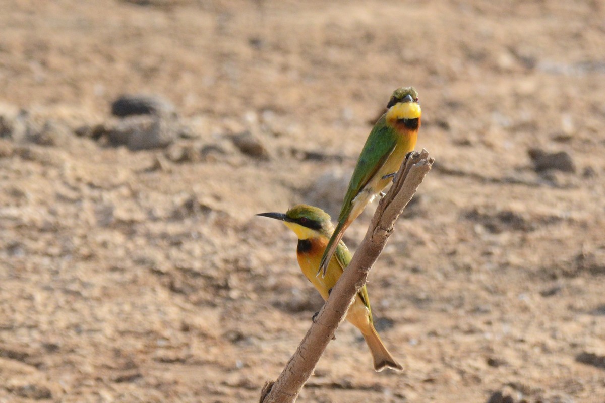 Little Bee-eater - ML84598521