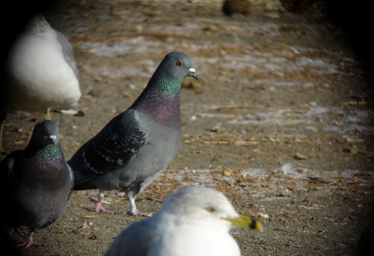 Rock Pigeon (Feral Pigeon) - ML84603581