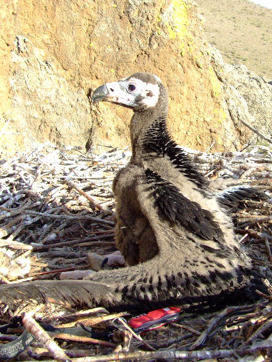 Cinereous Vulture - ML84605331