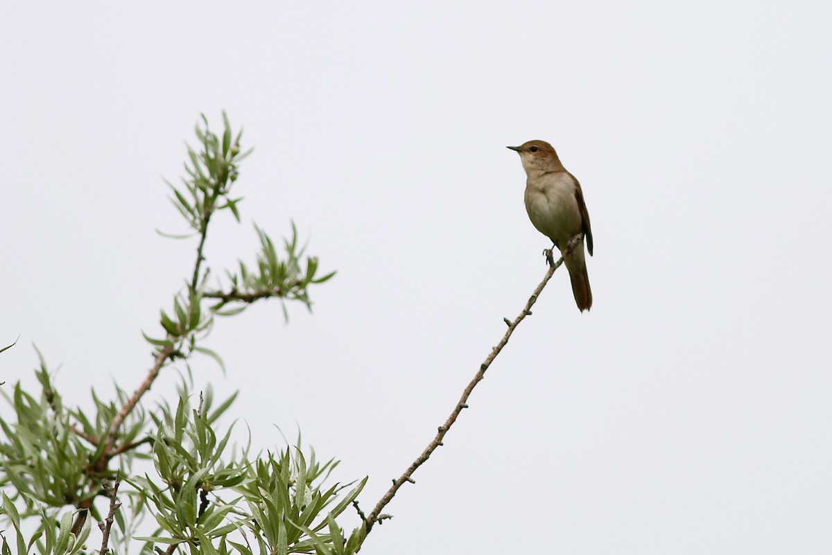 Common Nightingale - ML84606091