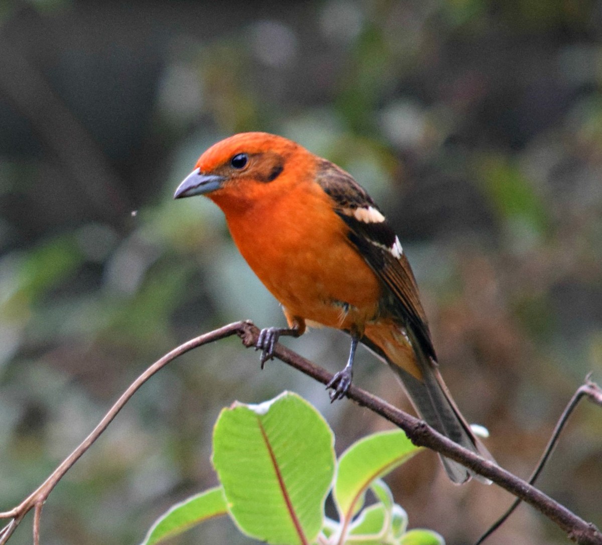 Flame-colored Tanager - ML84606851