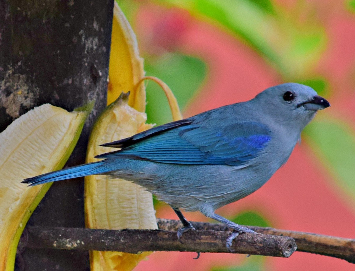 Blue-gray Tanager - ML84607111