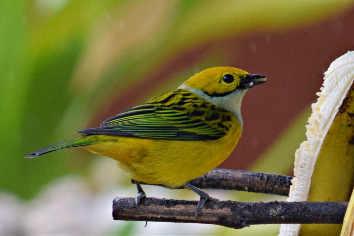 Silver-throated Tanager - ML84607241
