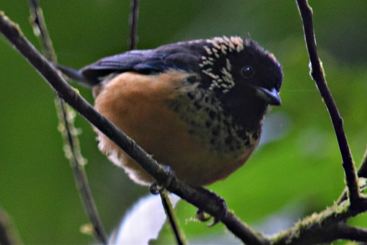 Spangle-cheeked Tanager - ML84607331