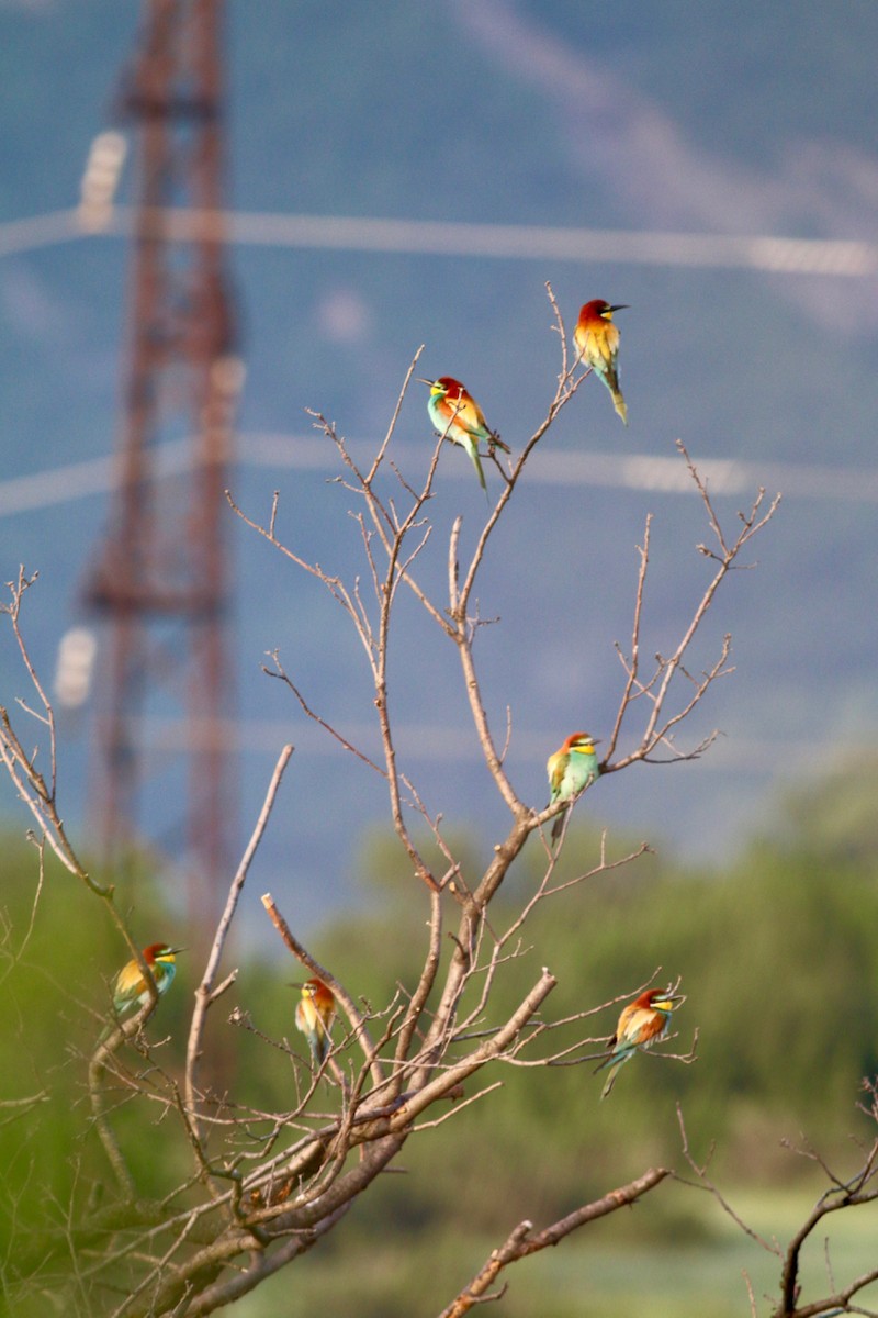 European Bee-eater - ML84608561