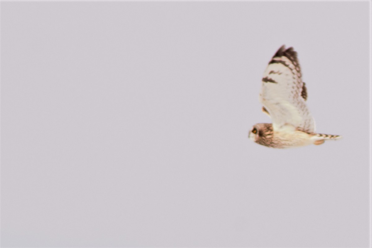 Short-eared Owl (Northern) - ML84608811