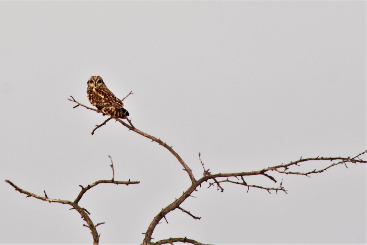 Short-eared Owl (Northern) - ML84608831