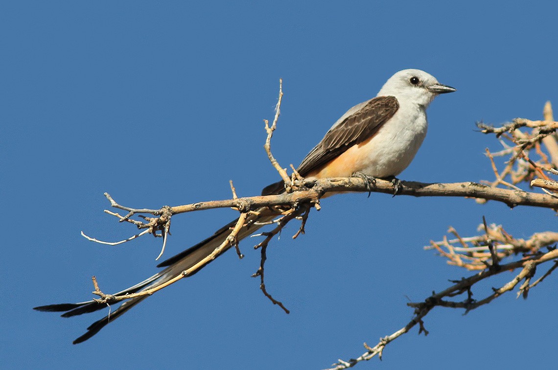 Scissor-tailed Flycatcher - Bill Maynard