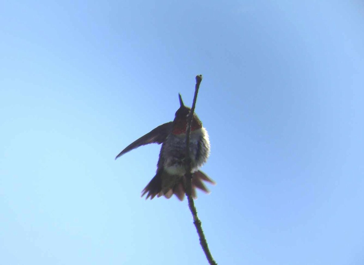 Ruby-throated Hummingbird - Jean-François Rousseau