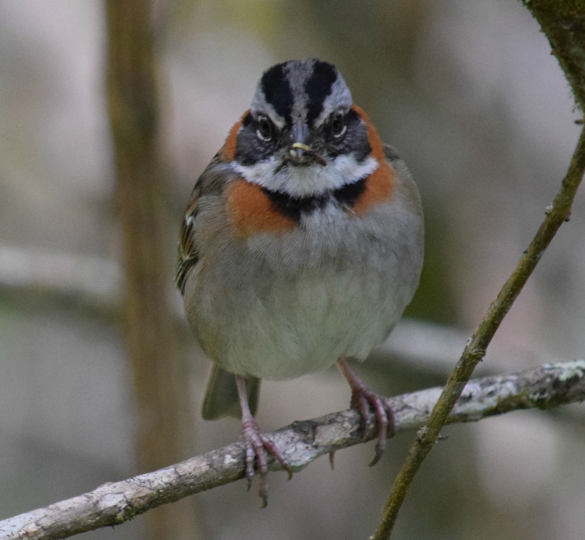 Rufous-collared Sparrow - ML84611431