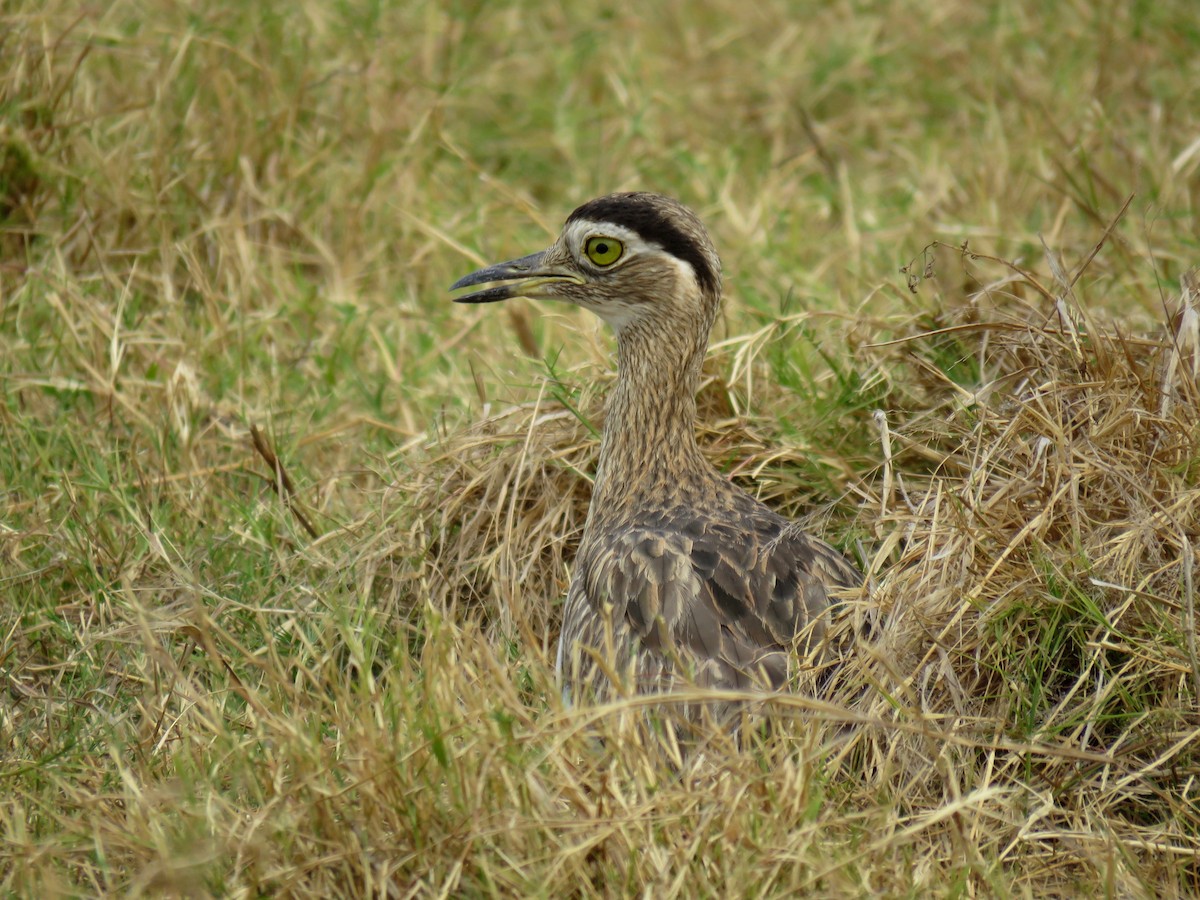 Double-striped Thick-knee - ML84611721