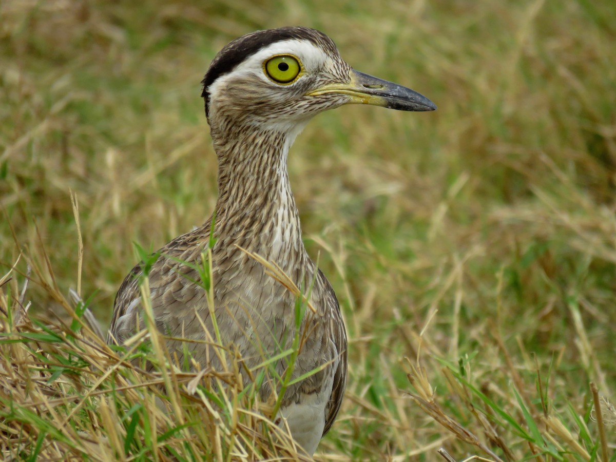 Double-striped Thick-knee - ML84612001